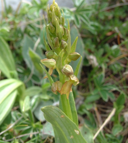 Coeloglossum viride